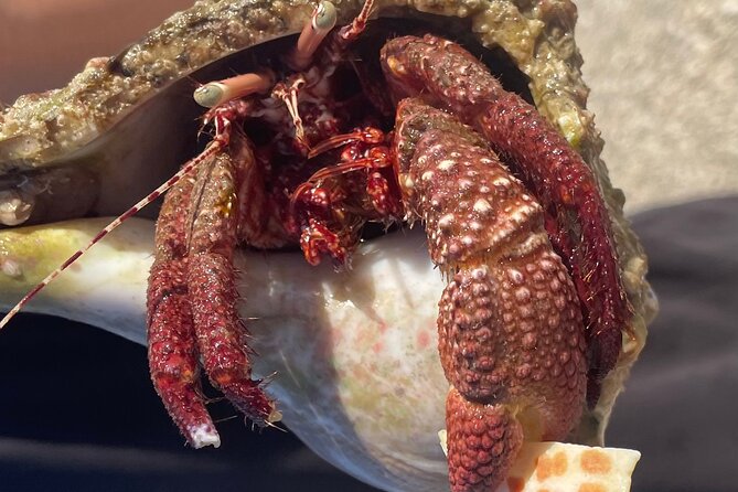 Marco Island Wildlife Sightseeing and Shelling Tour - Practical Tips for a Better Outing