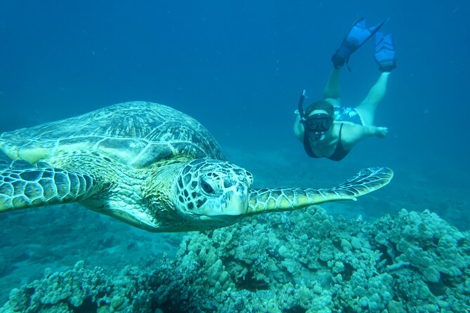 Maui Clear Kayak and Snorkel Tour: Swim with turtles (Makena) - Tips for a smoother morning