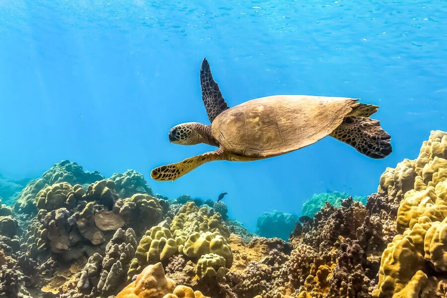Maui: Eco-Friendly Molokini & Turtle Town Tour with Meals - Leaving Maʻalaea Harbor with the Pacific Whale Foundation