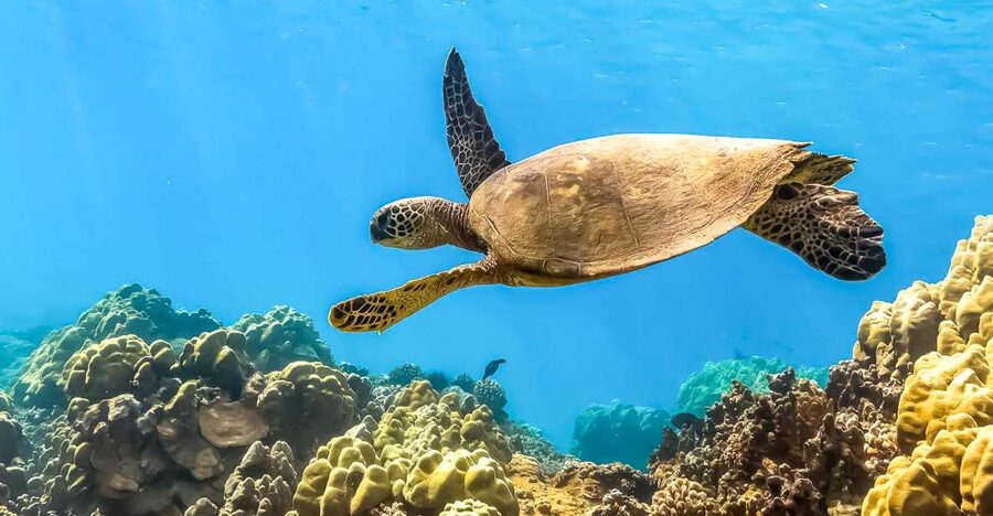 Maui: Eco-Friendly Molokini & Turtle Town Tour with Meals - Molokini Crater and its clear coral water