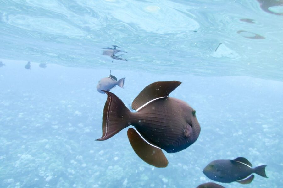 Maui: Eco-Friendly Molokini & Turtle Town Tour with Meals - Turtle Arches, lava formations, and the search for turtles