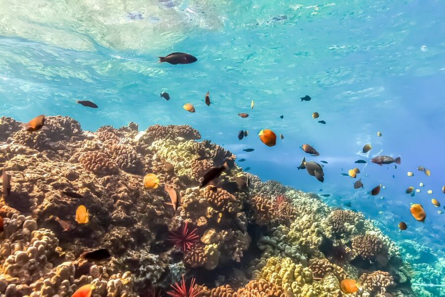 Maui: Eco-Friendly Molokini & Turtle Town Tour with Meals - How the crew handles families and beginners