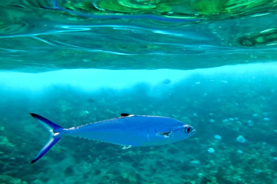 Maui: Eco-Friendly Molokini & Turtle Town Tour with Meals - What is included, and what costs extra