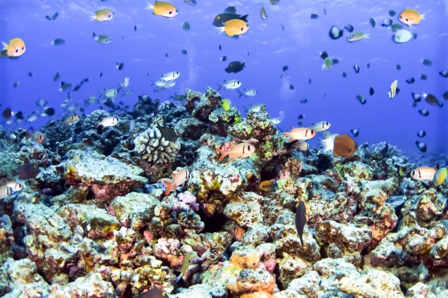 Maui: Eco-Friendly Molokini & Turtle Town Tour with Meals - Breakfast first, then the open Pacific
