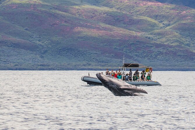 Maui Eco-Raft Tour: Eye-Level Whale or Dolphin Watching - Lahaina - Key points to know before booking