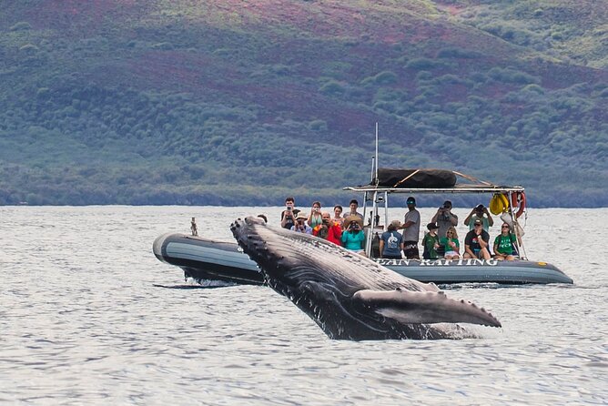 Maui Eco-Raft Tour: Eye-Level Whale or Dolphin Watching - Lahaina - From 1223 Front Street to open water