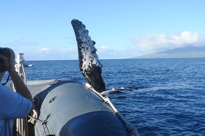 Maui Eco-Raft Tour: Eye-Level Whale or Dolphin Watching - Lahaina - The hydrophone makes the water feel bigger