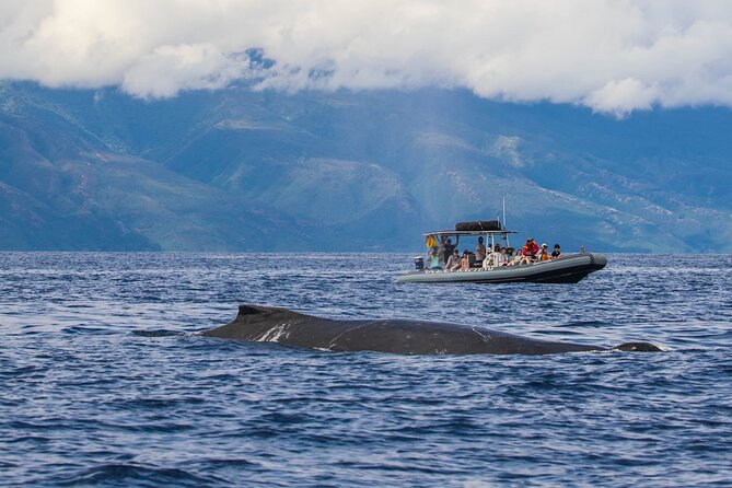 Maui Eco-Raft Tour: Eye-Level Whale or Dolphin Watching - Lahaina - Summer dolphin trips and coastal views