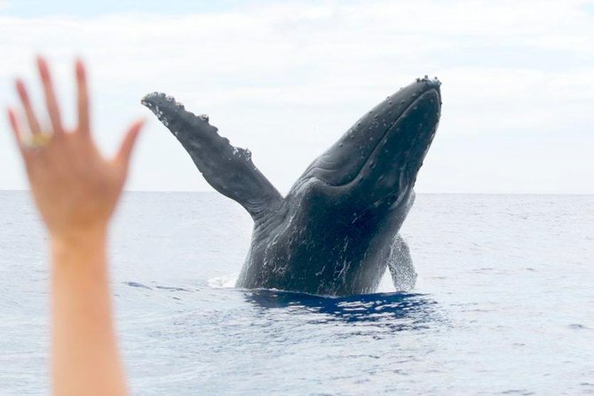 Maui Eco-Raft Tour: Eye-Level Whale or Dolphin Watching - Lahaina - The guides are a major part of the value