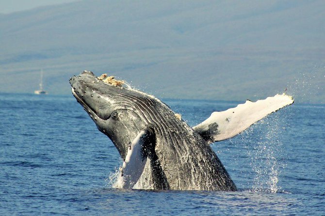 Maui Eco-Raft Tour: Eye-Level Whale or Dolphin Watching - Lahaina - Price, group size, and what you receive
