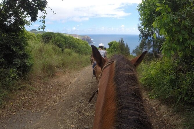Maui Horseback Adventure at Circle M Ranch With Real Cowboys - Who Should Book This Maui Horseback Ride?
