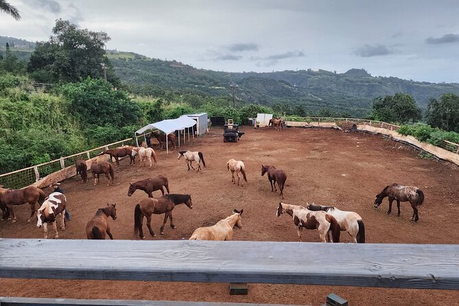 Maui Horseback Adventure at Circle M Ranch With Real Cowboys - Morning or Afternoon: Which Departure Works Better?