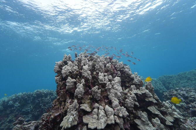 Maui: Molokini and Turtles Luxury Yacht Snorkel - Lunch cooked aboard the yacht