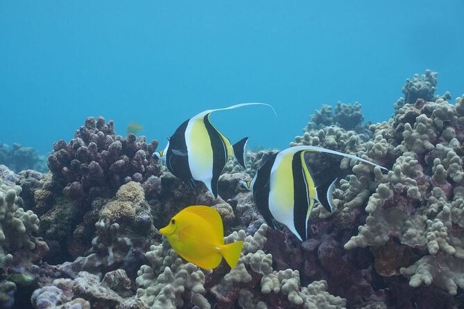 Maui: Molokini and Turtles Luxury Yacht Snorkel - Why the yacht changes the day