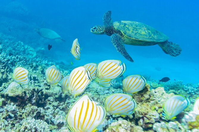 Maui: Molokini Crater and Turtle Town Snorkeling From Kihei - How demanding is the snorkeling?
