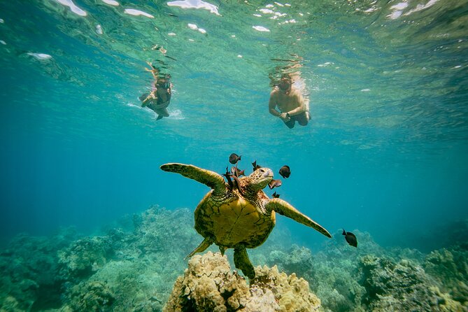 Maui: Molokini Crater and Turtle Town Snorkeling From Kihei - The main strengths and weaknesses