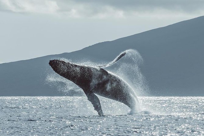Maui: Original Sunset Cruise with Open Bar from Ka’anapali Beach - Who will get the most from this cruise