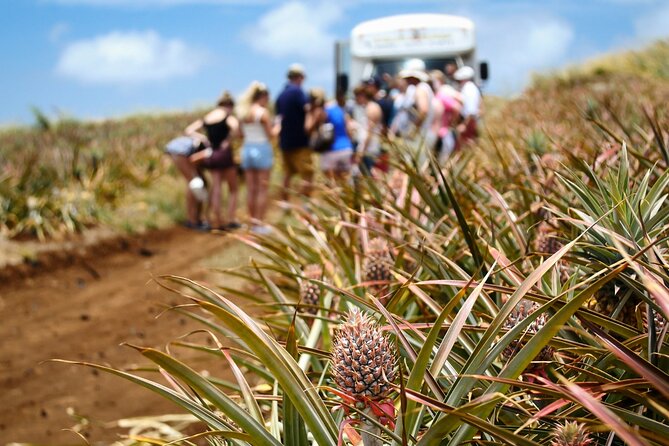 Maui Pineapple Farm Tour in Haliimaile - Arriving in Haliimaile for a working farm visit
