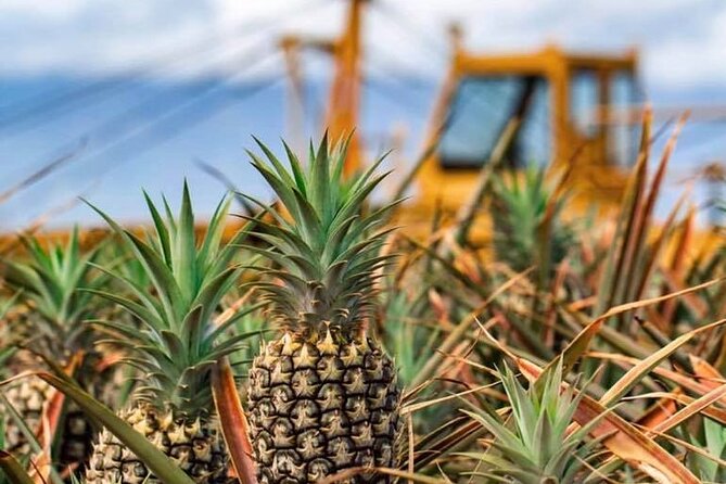 Maui Pineapple Farm Tour in Haliimaile - Inside the packing facility