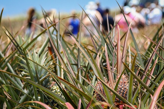 Maui Pineapple Farm Tour in Haliimaile - The Maui Gold tasting, the tour’s strongest moment