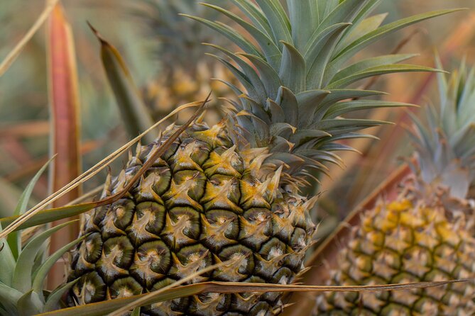 Maui Pineapple Farm Tour in Haliimaile - Is $99.48 a fair price?