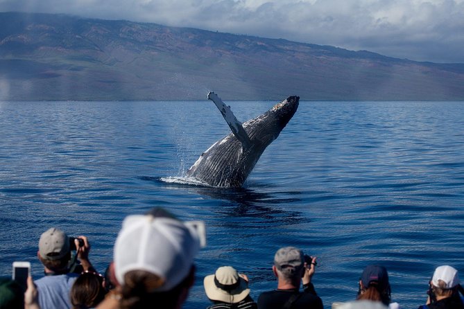 Maui Premium Sunset Dinner Cruise & Whale Watch - Key things to know before booking