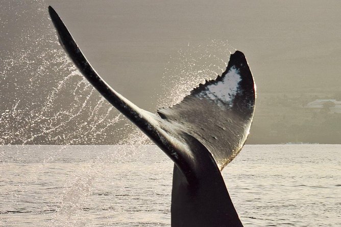Maui Premium Sunset Dinner Cruise & Whale Watch - Watching for humpbacks in open water