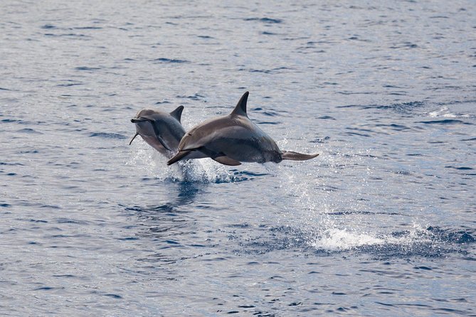 Maui Premium Sunset Dinner Cruise & Whale Watch - The four-course dinner and included drinks