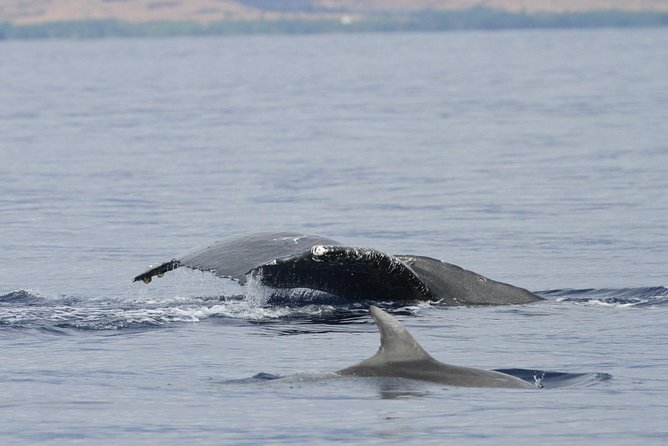 Maui Premium Sunset Dinner Cruise & Whale Watch - How the three hours are best understood
