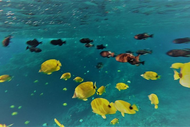 Maui Snorkel Adventure: Molokini Crater and Turtle Cove - How the crew shapes the day