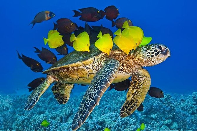 Maui Snorkel Adventure: Molokini Crater and Turtle Cove - Food, drinks, and equipment