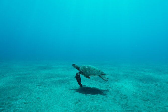 Maui Snorkeling Boat Tour to Turtle Town Aboard Quicksilver - Who will enjoy this cruise most