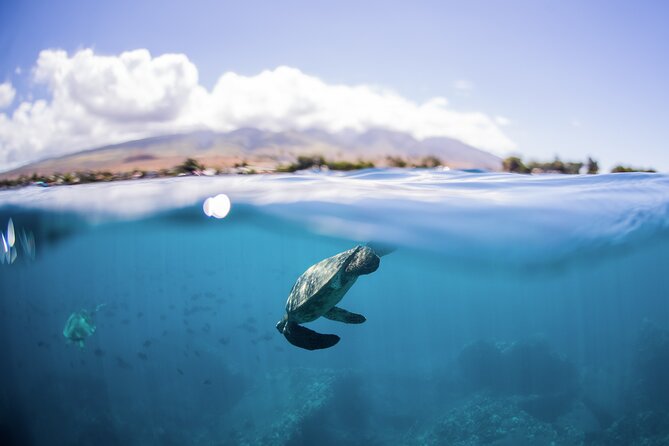 Maui Snorkeling Boat Tour to Turtle Town Aboard Quicksilver - Snorkeling at Turtle Town or Coral Gardens