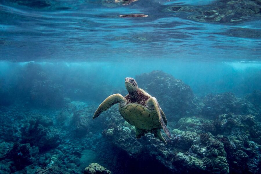 Maui: Turtle Town Kayak and Snorkel Tour - Whale season from late December through mid-April