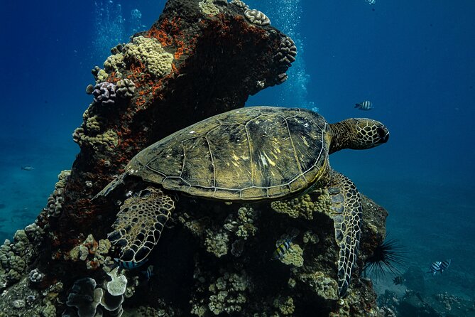 Maui: Turtle Town Snorkel with Photo and Video - Starting at Makena Landing Park