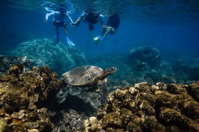 Maui: Turtle Town Snorkel with Photo and Video - How the Two-Hour Schedule Works