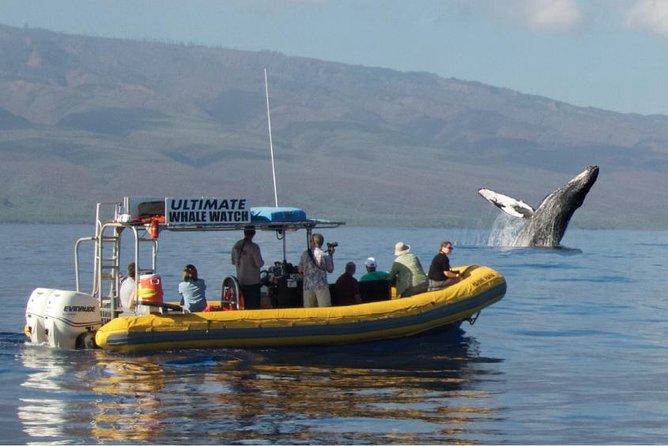 Maui: Ultimate Whale Watch from Lahaina - Key points to know before you go
