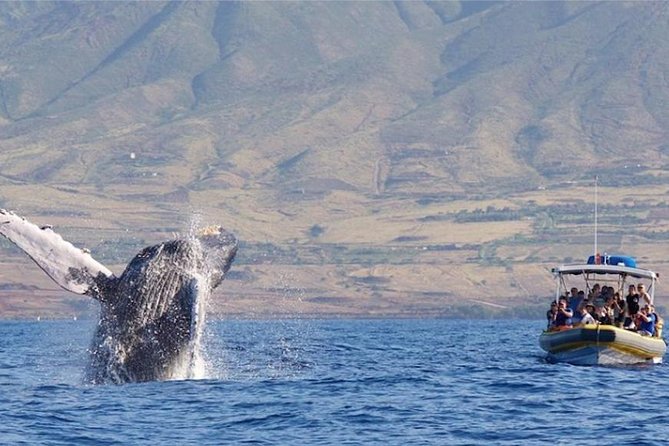 Maui: Ultimate Whale Watch from Lahaina - Why this Lahaina whale watch works so well