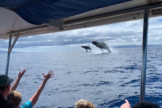 Maui: Ultimate Whale Watch from Lahaina - The whale search and the moments that matter