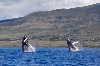 Ultimate Whale Watch from Lahaina