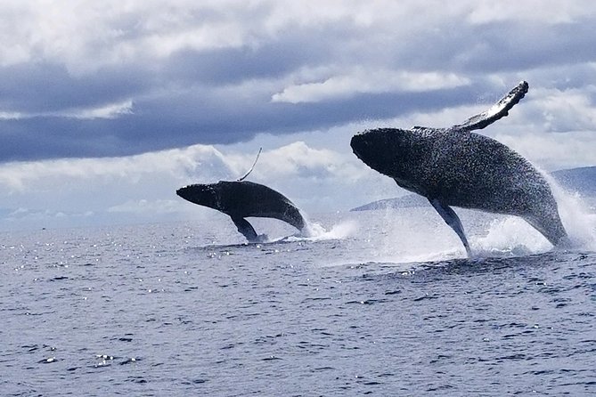 Maui: Ultimate Whale Watch from Lahaina - Hearing humpbacks through the hydrophone