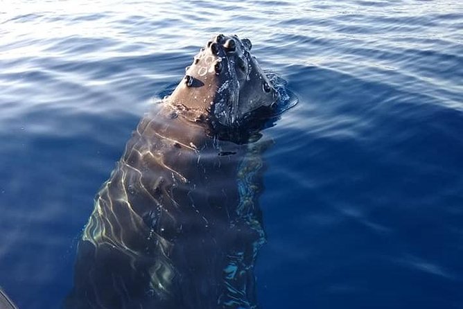 Maui: Ultimate Whale Watch from Lahaina - Small raft versus large catamaran
