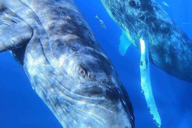 Maui: Ultimate Whale Watch from Lahaina - Is $77 a good value?