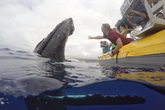 Maui: Ultimate Whale Watch from Lahaina - Practical details for families and access needs