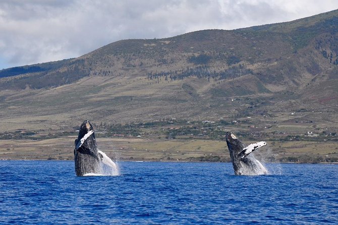 Maui: Ultimate Whale Watch from Lahaina - Leaving Lahaina Harbor for the open water