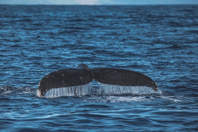 Maui: Whale Watching Cruise with Open Bar from Ka'anapali Beach - How good is the whale watching?