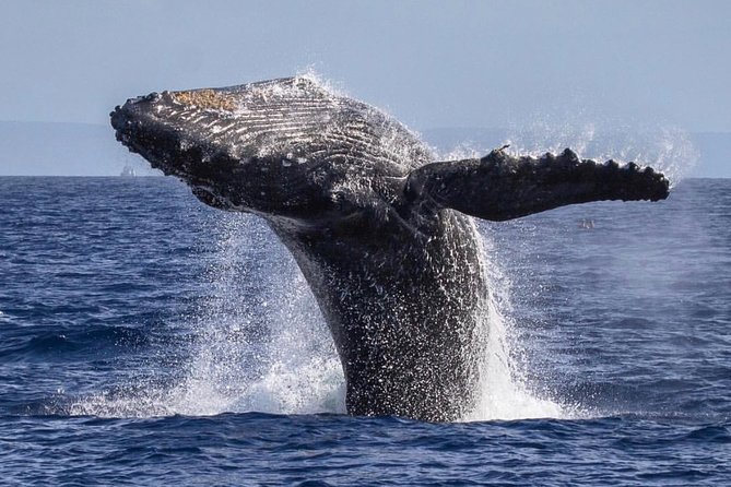Maui: Whale Watching Cruise with Open Bar from Ka'anapali Beach - Who will enjoy this cruise most?