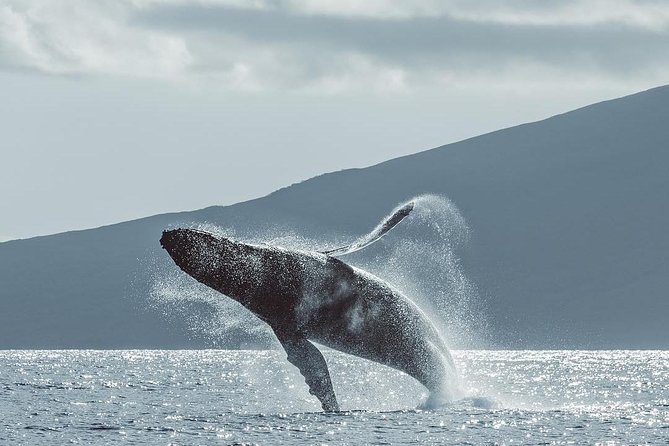 Maui: Whale Watching Cruise with Open Bar from Ka'anapali Beach - The two-hour Sea Maui itinerary