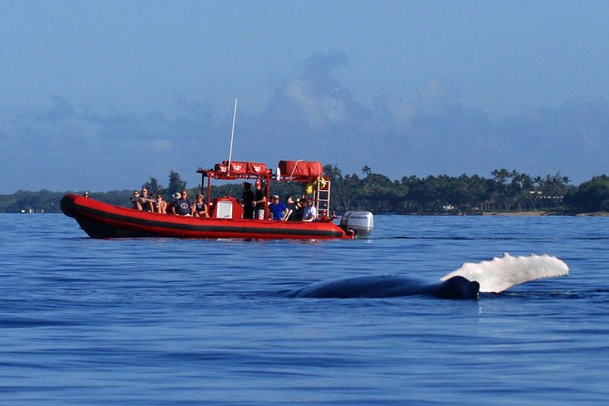 Maui Whale-Watching Tour by Raft from Kihei - The essential facts at a glance