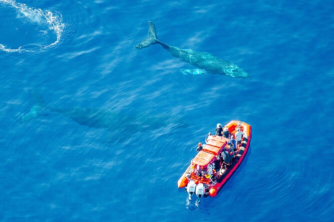 Maui Whale-Watching Tour by Raft from Kihei - Why Maui’s south coast is a good whale-watching base